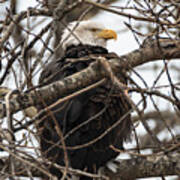 Bald Eagle Poster