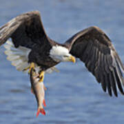 Bald Eagle Catching A Big Fish Poster