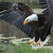 Bald Eagle Poster