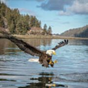 Bald Eagle Fishing In Sadie Cove Poster