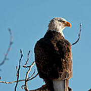Bald Eagle Perch At Lake Coeur Dalene Poster