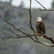 Bald Eagle Perched In Ynp Poster