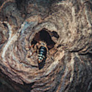 Bald-faced Hornet Hive Crawl. Nature Photography Poster