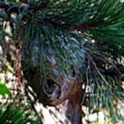 Bald-faced Hornets Nest Poster