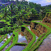 Bali Rice Terraces Poster