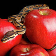 Ball Python On Red Apples Poster