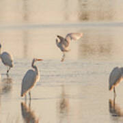 Ballet Of The Egrets Poster