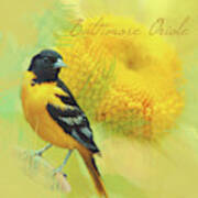 Baltimore Oriole Watercolor Photo Poster