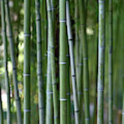 Bamboo Grove Poster