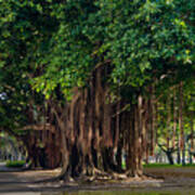 Banyan Trees In St. Petersburg, Florida Poster