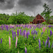 Barn And Lupines In The Rain Poster