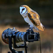 Barn Owl Tyto Alba Sitting On A Camera Poster