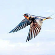 Barn Swallow Flight Poster