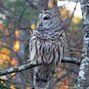 Barred Owl 10 Poster