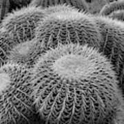Barrel Cactus In Black And White Poster