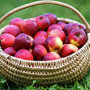 Basket With Apples In The Grass Poster