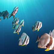 Batfish School In Maldives Poster