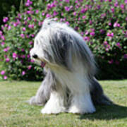 Bearded Collie 12 Poster