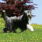 Bearded Collie 19 Poster