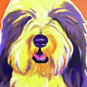 Bearded Collie - Banana Poster