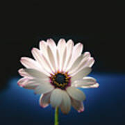 Beautiful And Delicate White Female Flower Dark Background Illum Poster