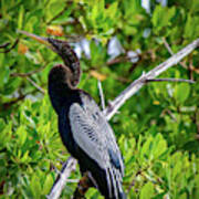 Beautiful Anhinga Poster