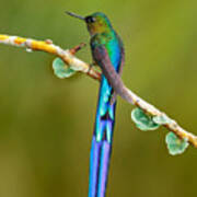 Beautiful Blue Glossy Hummingbird Poster