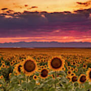 Beautiful Colorado Sunset Over Sunflower Fields Poster