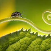 Beautiful Insects On A Leaf Close-up Poster