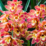 Beautiful Orchid - Phalaenopsis Poster