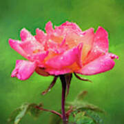 Beautiful Two-tone Rose In The Rain Poster