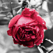 Beautiful Red Rose Poster