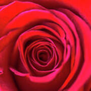 Beautiful Red Rose Romantic Flower Poster