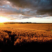 Beautiful Sunset Over Ripe Wheat Field Poster