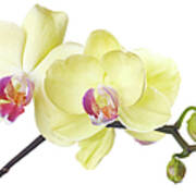 Beautiful Yellow Orchid On White Poster
