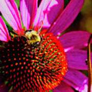 Bee On Cone Flower Poster