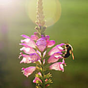 Bee On Purple Flower Poster