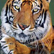 Bengal Tiger Portrait Endangered Species Wildlife Rescue Poster