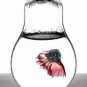 Betta Fish Red Poster