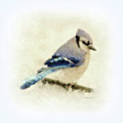 Betty Bluejay Poster
