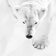 Big Polar Bear Hunting In Snow Poster