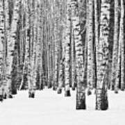 Birch Forest In Winter In Black Poster