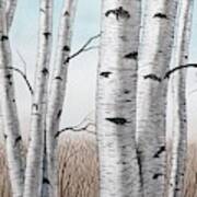 Birch Trees In Early Winter In Watercolor Poster