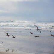 Bird Flight At Moonlight Beach Poster