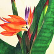 Bird Of Paradise Poster