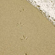 Birdprints In The Sand Poster