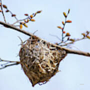 Birds Nest Poster