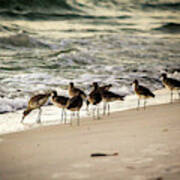 Birds On The Beach Poster
