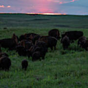 Bison At Sunset Poster