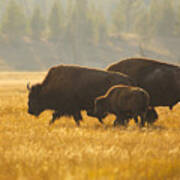 Bison Family Poster